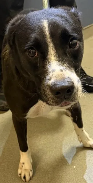 An adult medium-sized male Labrador Retriever dog named Mochi for adoption in Miami, FL