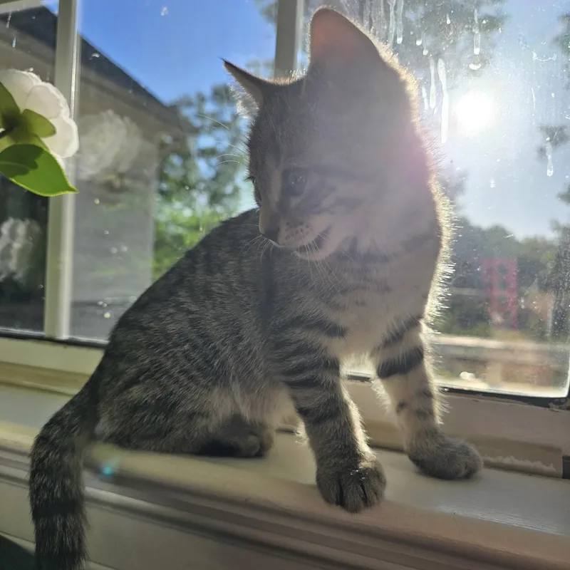 A baby small-sized male Tabby (Gray / Blue / Silver) Domestic Short Hair cat named Exuberant for adoption in Richmond, VA