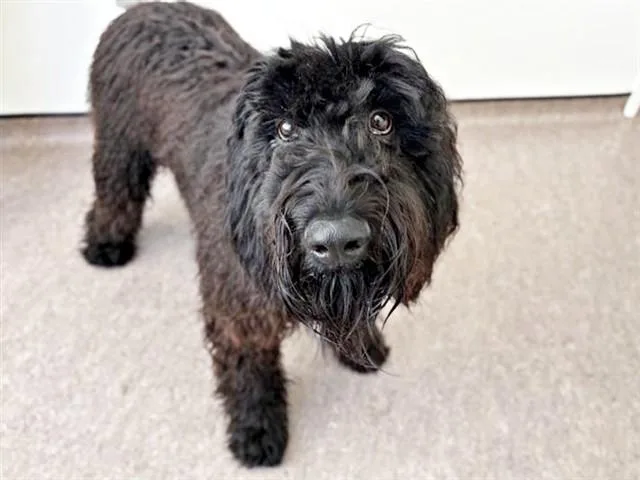 A young large-sized male Poodle dog named Rufus for adoption in Saint Louis, MO