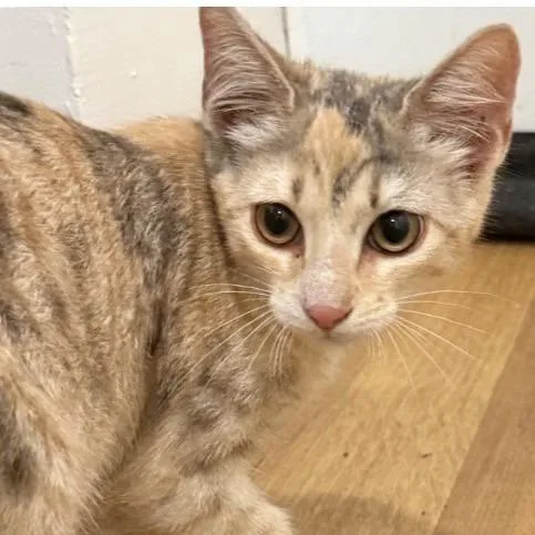A baby medium-sized female Orange / Red Domestic Short Hair cat named Buttercup for adoption in East Hanover, NJ