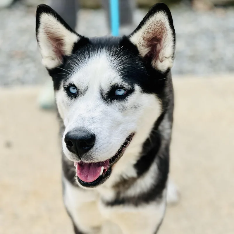 An adult large-sized female Black Siberian Husky dog named Mia for adoption in Jackson, NJ