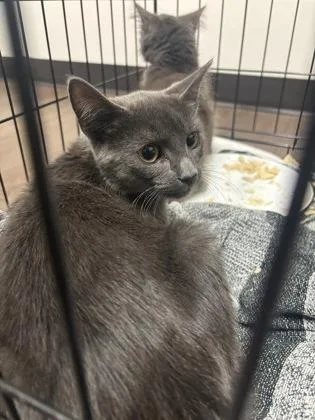 A baby small-sized male Domestic Short Hair cat named Honored Fellow for adoption in Atlanta, GA