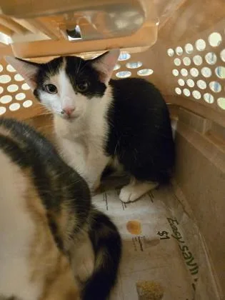 A baby small-sized male Domestic Short Hair cat named Appa for adoption in Gainesville, FL