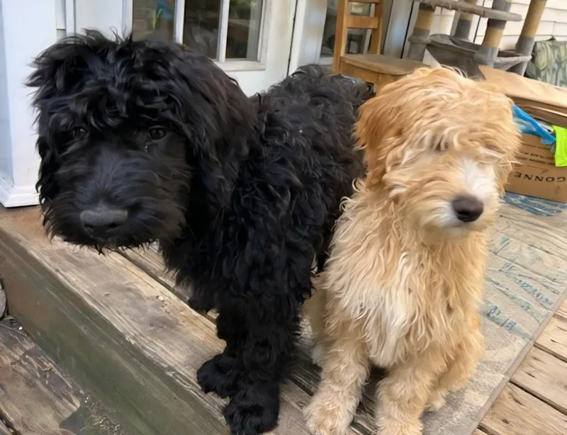 A baby small-sized male Labrador Retriever dog named Jet for adoption in Ballwin, MO