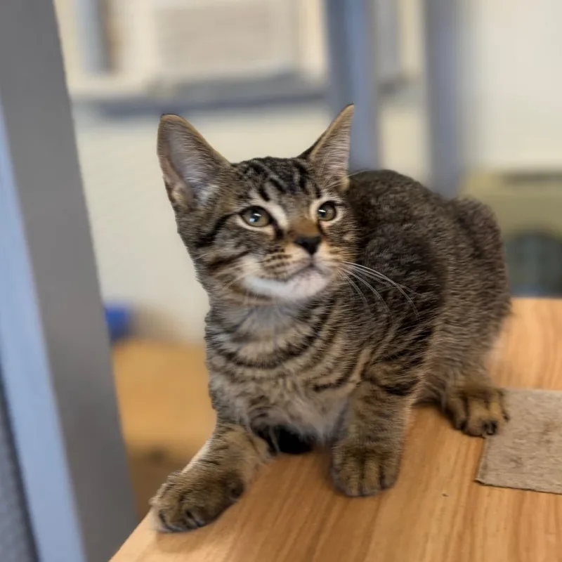 A baby small-sized male Brown / Chocolate Domestic Short Hair cat named Phobos for adoption in Bastrop, TX