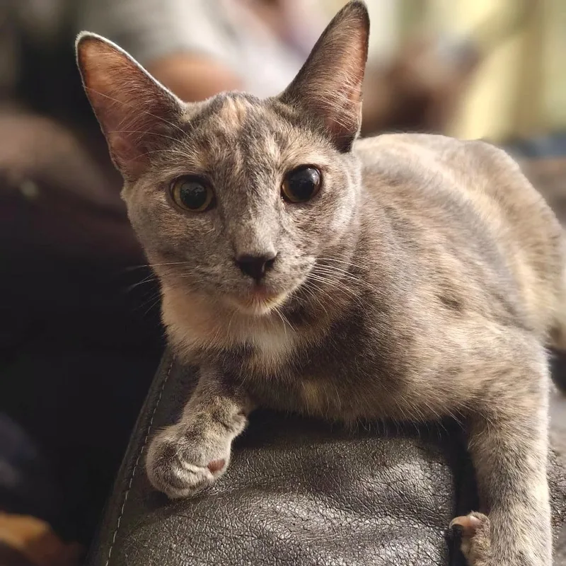 A young small-sized female Tortoiseshell Domestic Short Hair cat named Stella for adoption in Los Angeles, CA