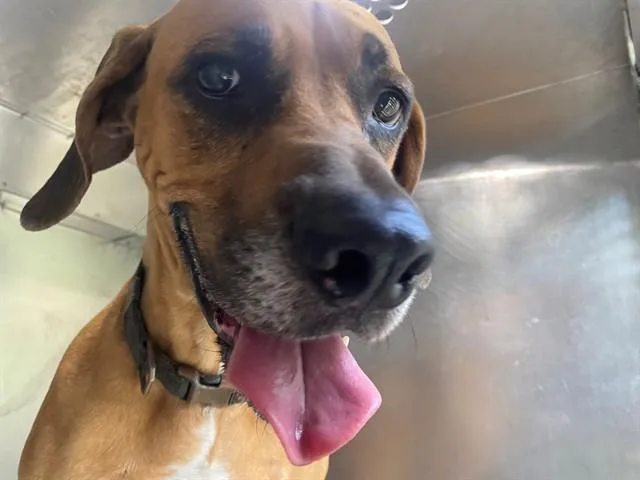 An adult medium-sized female Black Mouth Cur dog named Luna for adoption in Garland, TX
