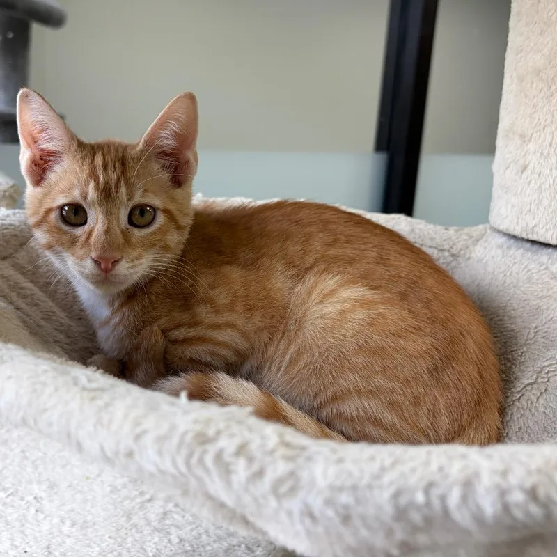 A baby small-sized male Orange / Red Domestic Short Hair cat named McRib for adoption in Gainesville, FL