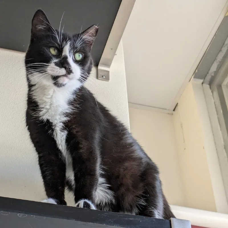 A senior medium-sized female Black Domestic Short Hair cat named Hazel for adoption in Los Angeles, CA