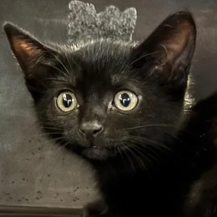 A baby small-sized female Domestic Short Hair cat named Crescent for adoption in Allentown, PA