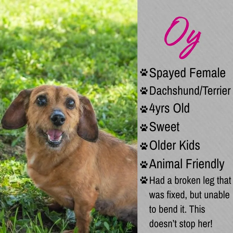 An adult small-sized female Red / Chestnut / Orange Dachshund dog named Oy for adoption in Junction City, KS