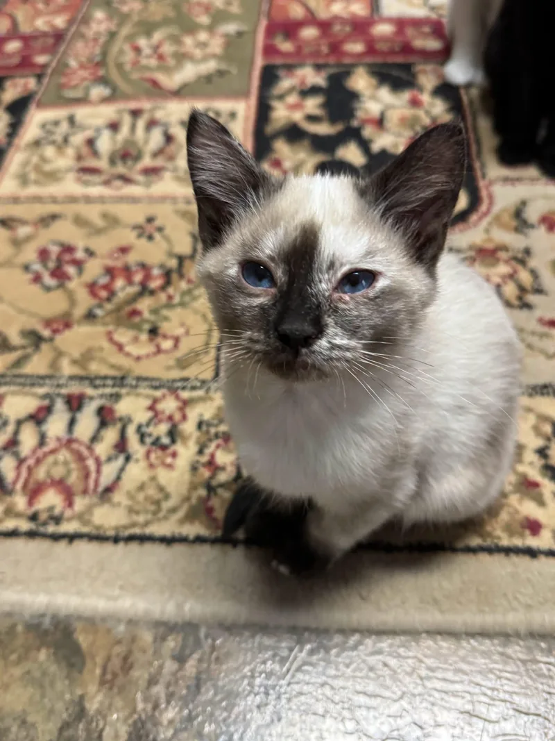 A baby medium-sized female Siamese cat named Koala for adoption in Powder Springs, GA