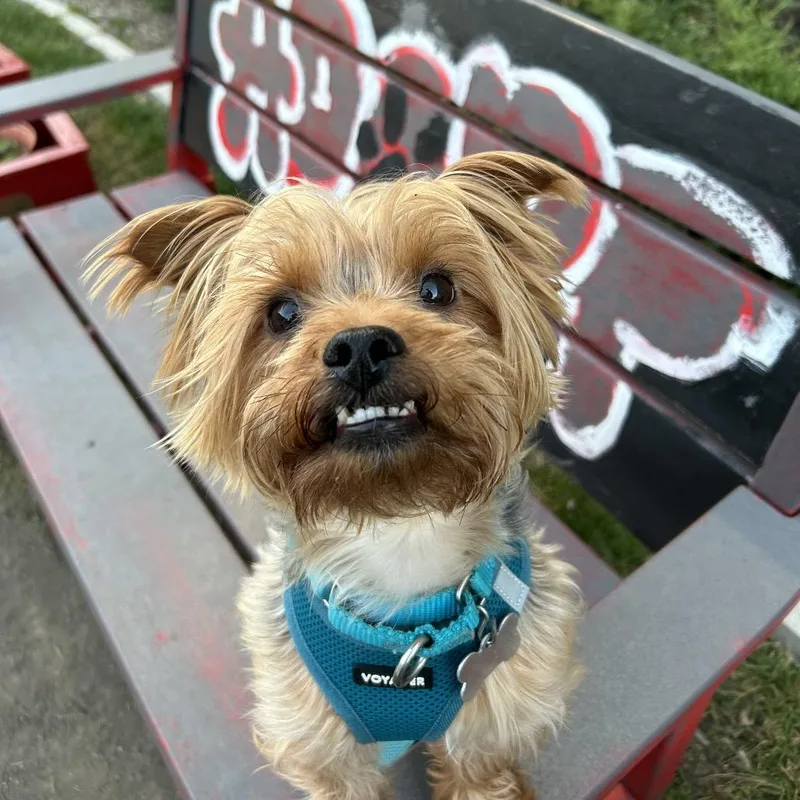 An adult small-sized male Yorkshire Terrier dog named Kingston for adoption in Skokie, IL