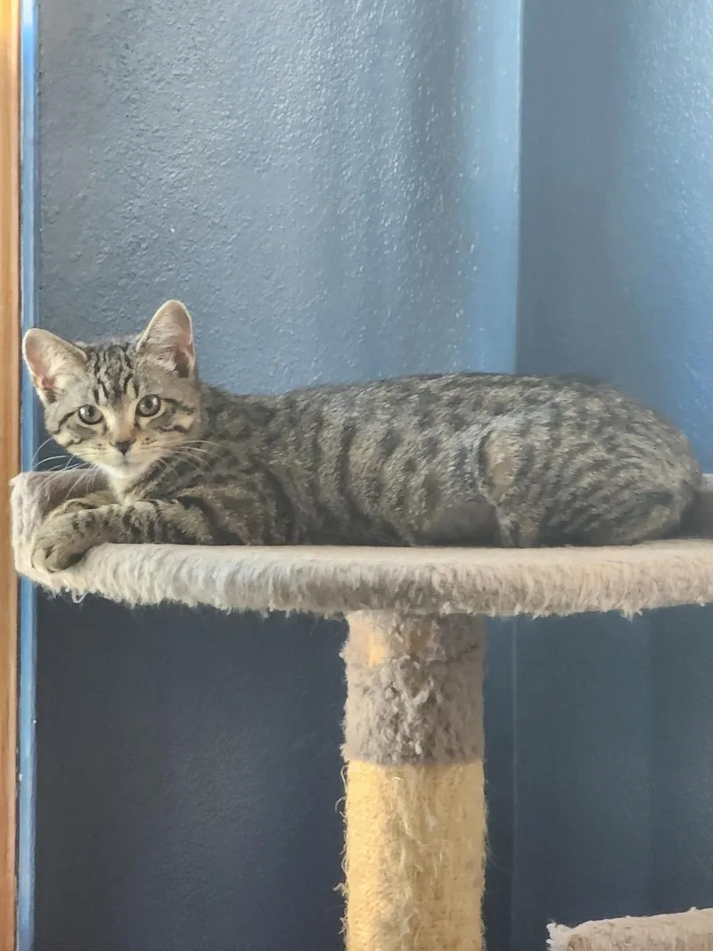 Hickory