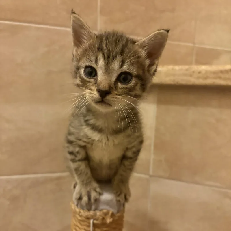 A baby small-sized male Brown / Chocolate Domestic Short Hair cat named Grub for adoption in Lutz, FL