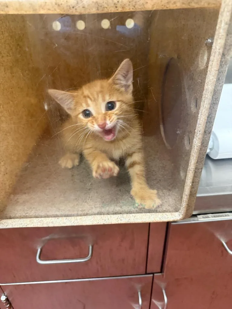 A baby medium-sized male Domestic Short Hair cat named Theodore for adoption in Douglasville, GA