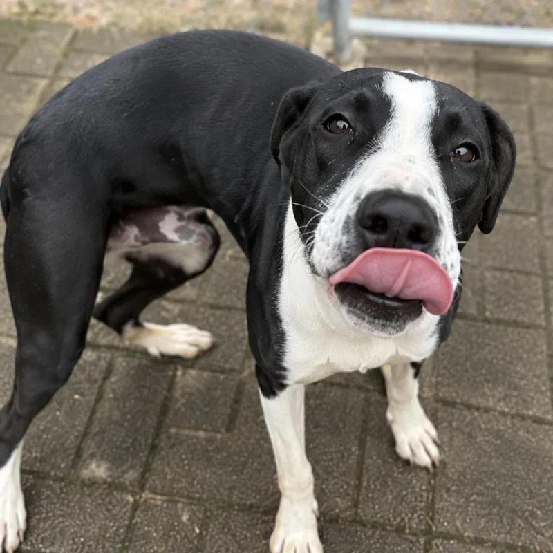 A young medium-sized male Black Boxer dog named Berkley for adoption in Andover, MA
