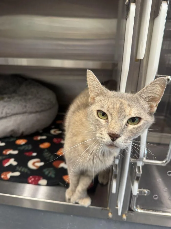 An adult small-sized female Gray & White Domestic Short Hair cat named Audrey Hepburn for adoption in Hilton Head Island, SC