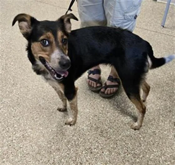 An adult medium-sized female Australian Cattle Dog / Blue Heeler dog named Dollip for adoption in Clyde, NC
