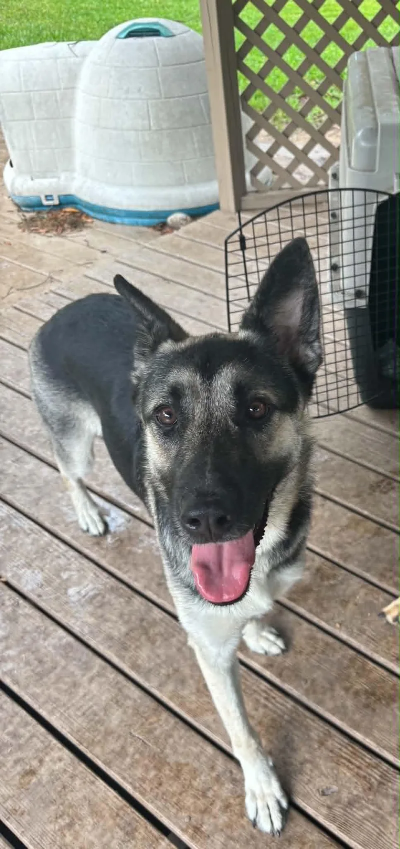 A young medium-sized female German Shepherd Dog dog named Minx for adoption in Palm Harbor, FL