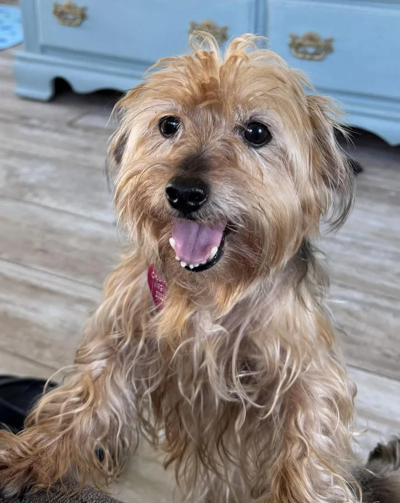 A senior small-sized female Yorkie Poo dog named Nala for adoption in Norfolk, VA