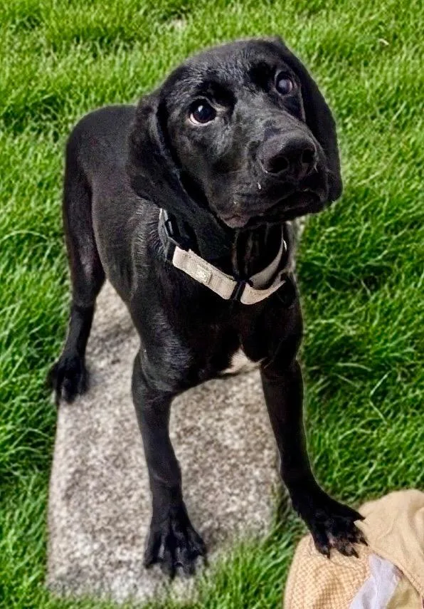 A baby large-sized male Labrador Retriever dog named Salemmo old Good Boy! for adoption in Fort Myers, FL