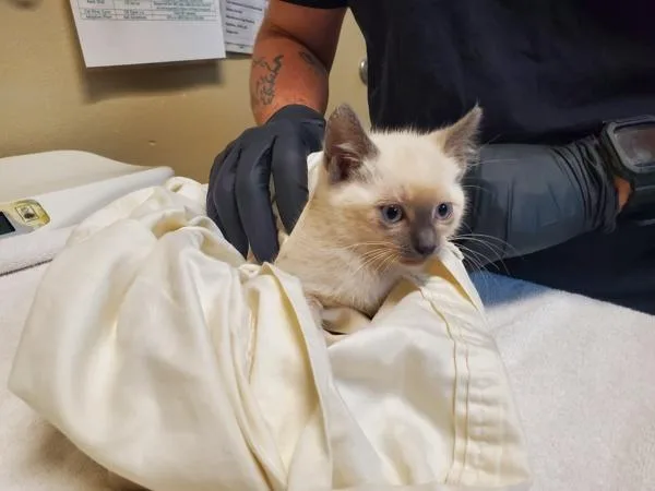 A baby medium-sized female Domestic Short Hair cat named Luna for adoption in Oceanside, CA