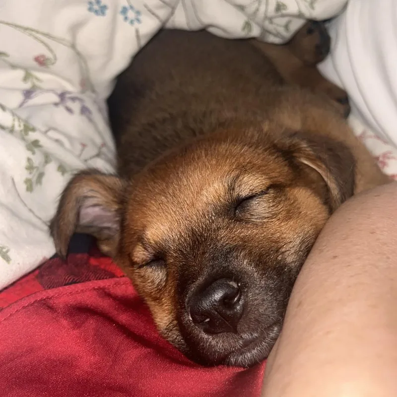 A baby small-sized female Brown / Chocolate Retriever dog named Pumpkin for adoption in Raleigh, NC