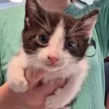 A baby small-sized female Domestic Short Hair cat named Ravioli for adoption in Waynesville, NC