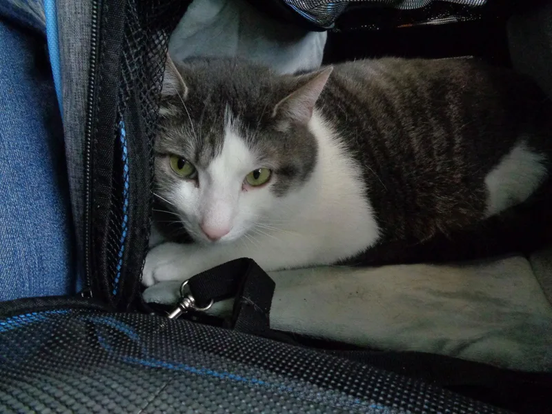 C Litter Junior thumbnail 2