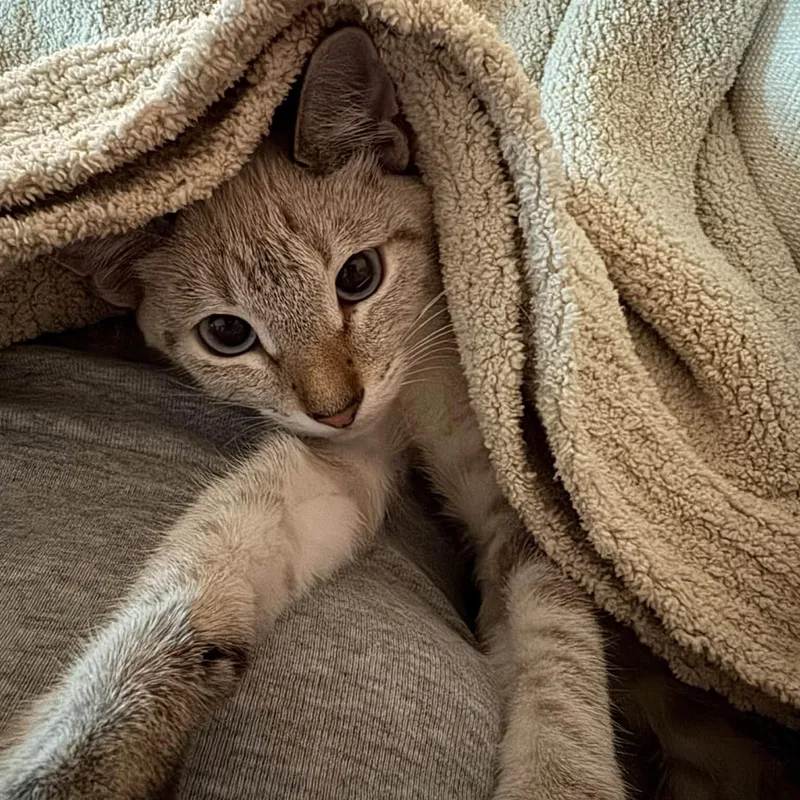 A baby medium-sized male Lilac Point Siamese cat named Auto for adoption in Queen Creek, AZ