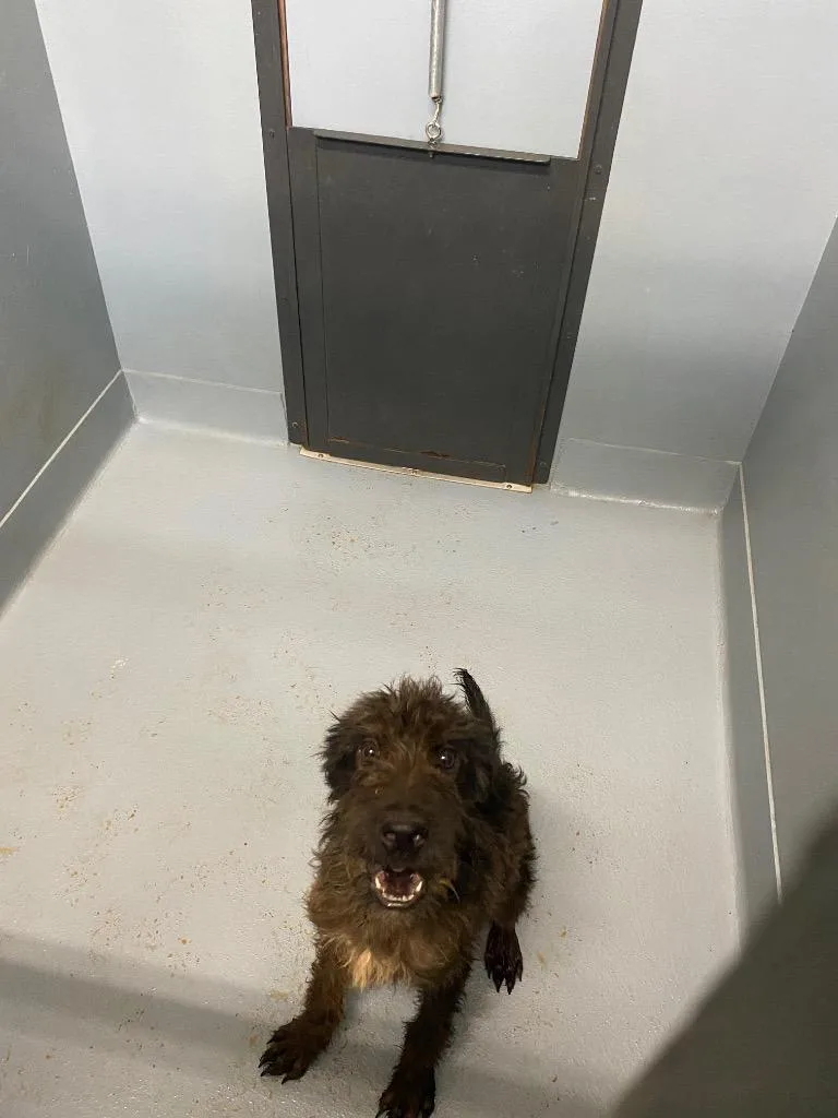 A baby medium-sized male Mixed Breed dog named Skimper for adoption in Cartersville , GA