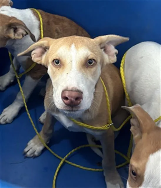 A baby large-sized male Mixed Breed dog named Lucas for adoption in Dallas, TX