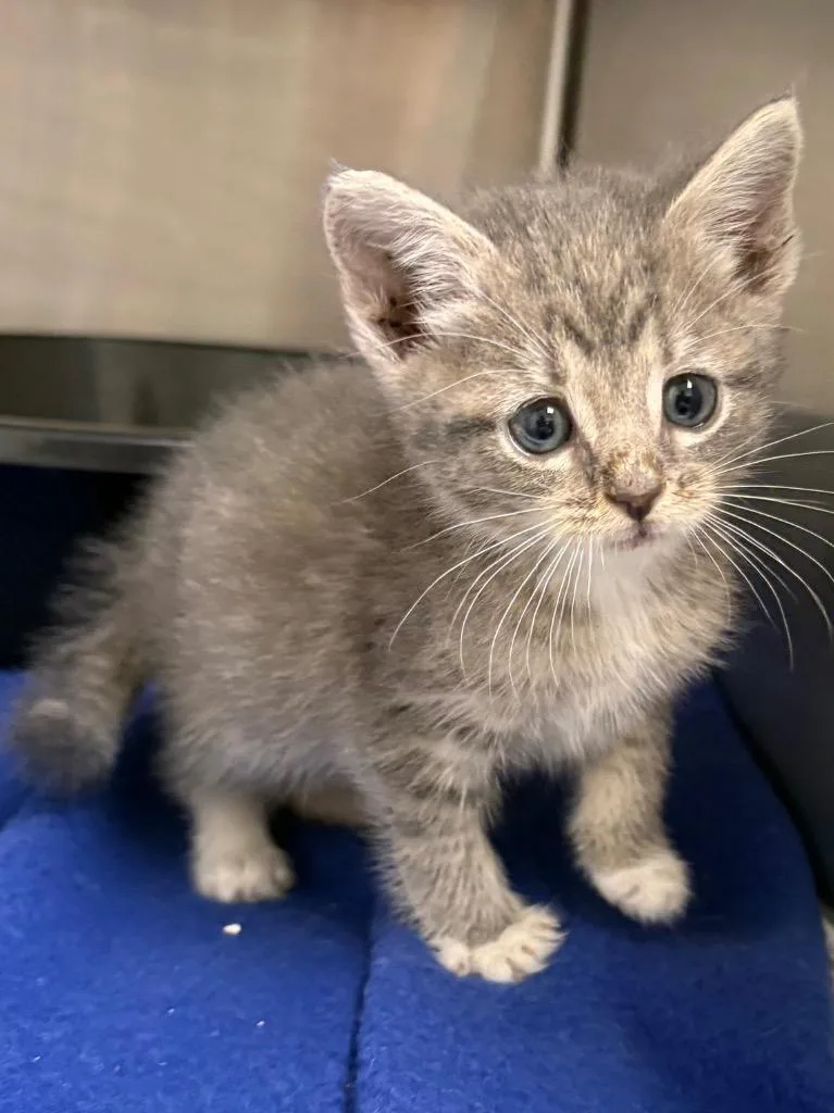 A baby medium-sized female Domestic Short Hair cat named Perla  Ac  for adoption in Greeneville, TN