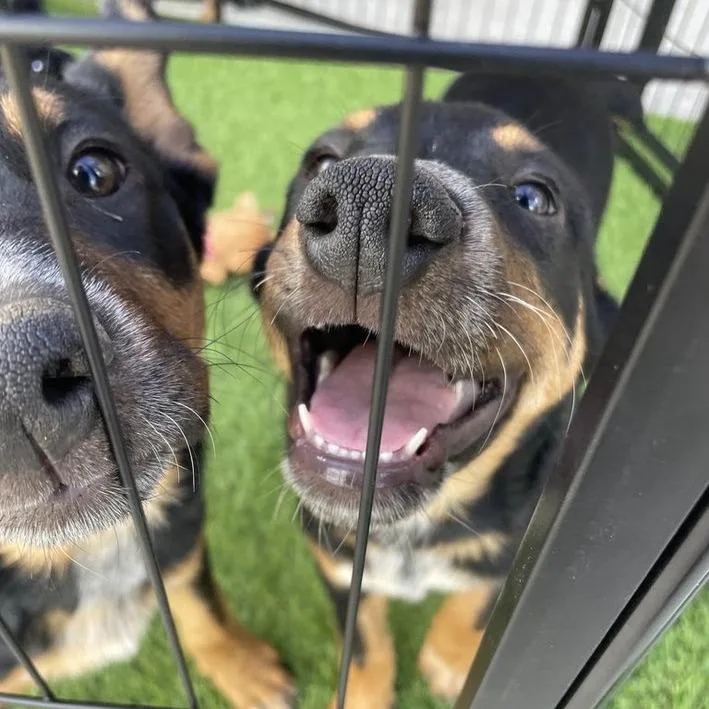 A baby medium-sized female Black Australian Cattle Dog / Blue Heeler dog named Katya for adoption in Hemet, CA