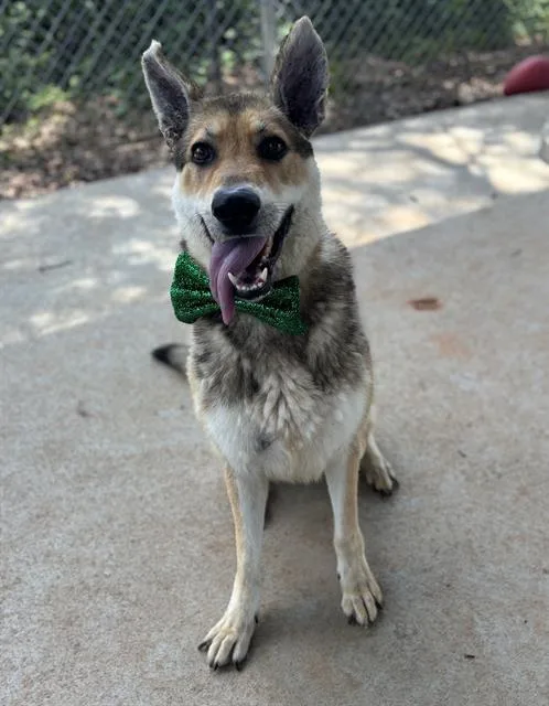An adult large-sized male German Shepherd Dog dog named Pedro for adoption in Charlotte, NC
