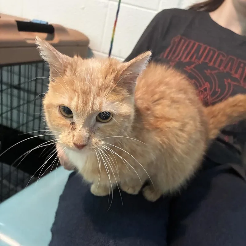 An adult small-sized male Domestic Short Hair cat named Monchichi for adoption in Ferndale, MI