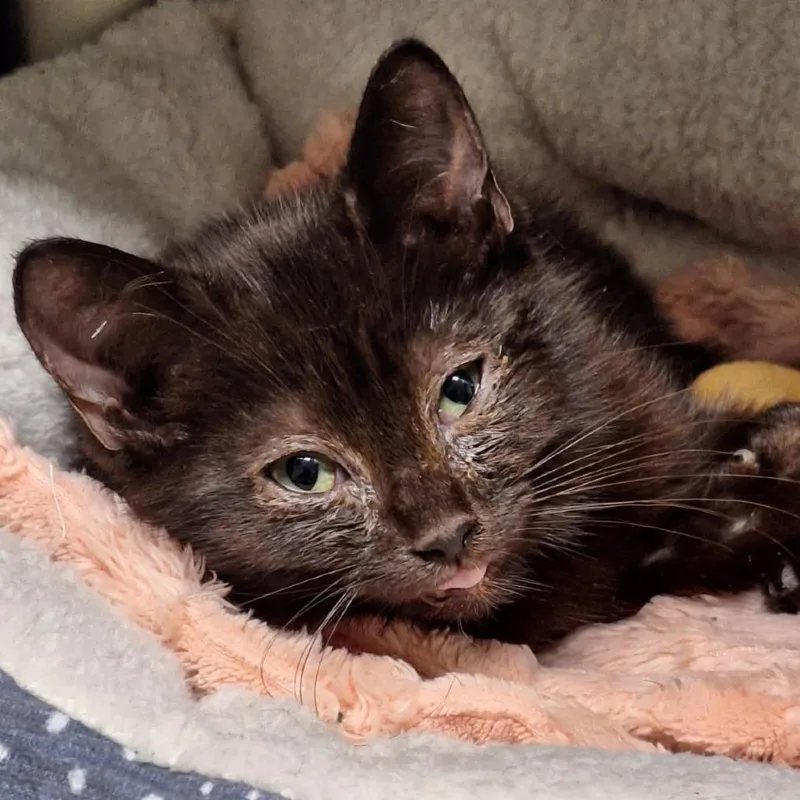 A baby small-sized male Black Domestic Short Hair cat named Marshmallow for adoption in Attica, NY