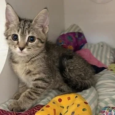 A baby small-sized female Brown / Chocolate Domestic Short Hair cat named Tomato for adoption in Phoenix, AZ