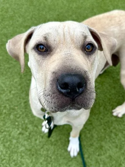 An adult large-sized female Yellow / Tan / Blond / Fawn Mixed Breed dog named Stacy's Mom for adoption in Wichita, KS