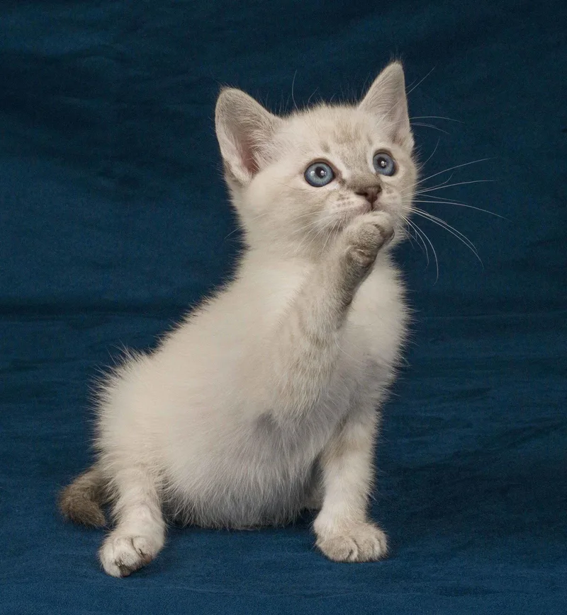 A young medium-sized male Buff / Tan / Fawn Domestic Short Hair cat named Biscuit for adoption in Davis, CA
