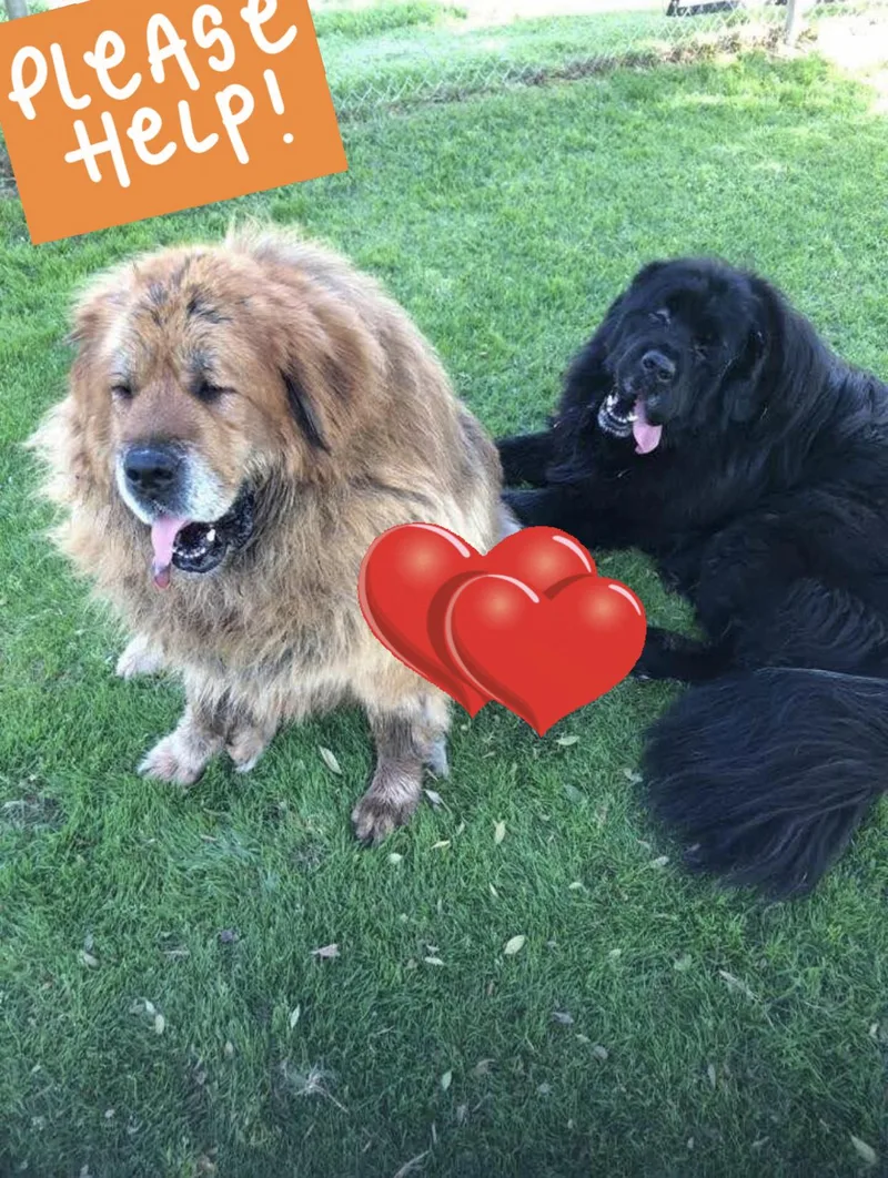 An adult extra large-sized female Tibetan Mastiff dog named Gaga & Einstein for adoption in Encino, CA