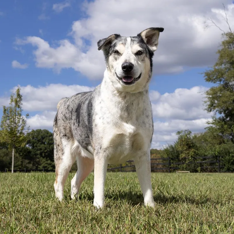 An adult large-sized male Gray / Blue / Silver Mixed Breed dog named Robert for adoption in Franklin, TN