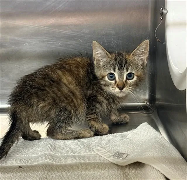 A baby small-sized female Domestic Short Hair cat named Chili for adoption in Conroe, TX