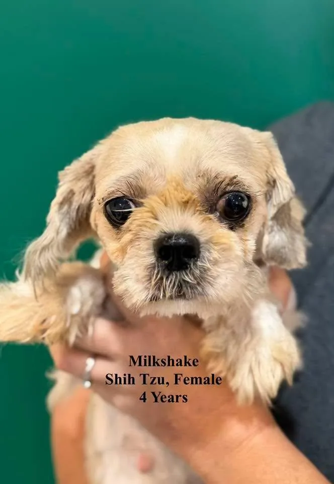 An adult small-sized female White / Cream Shih Tzu dog named Milkshake for adoption in Blue Springs, MO