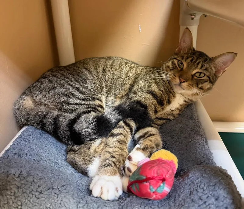 Forrest Gump thumbnail 2