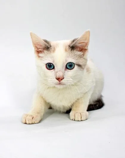 A baby small-sized male Snowshoe cat named Dumpling for adoption in Morton Grove, IL