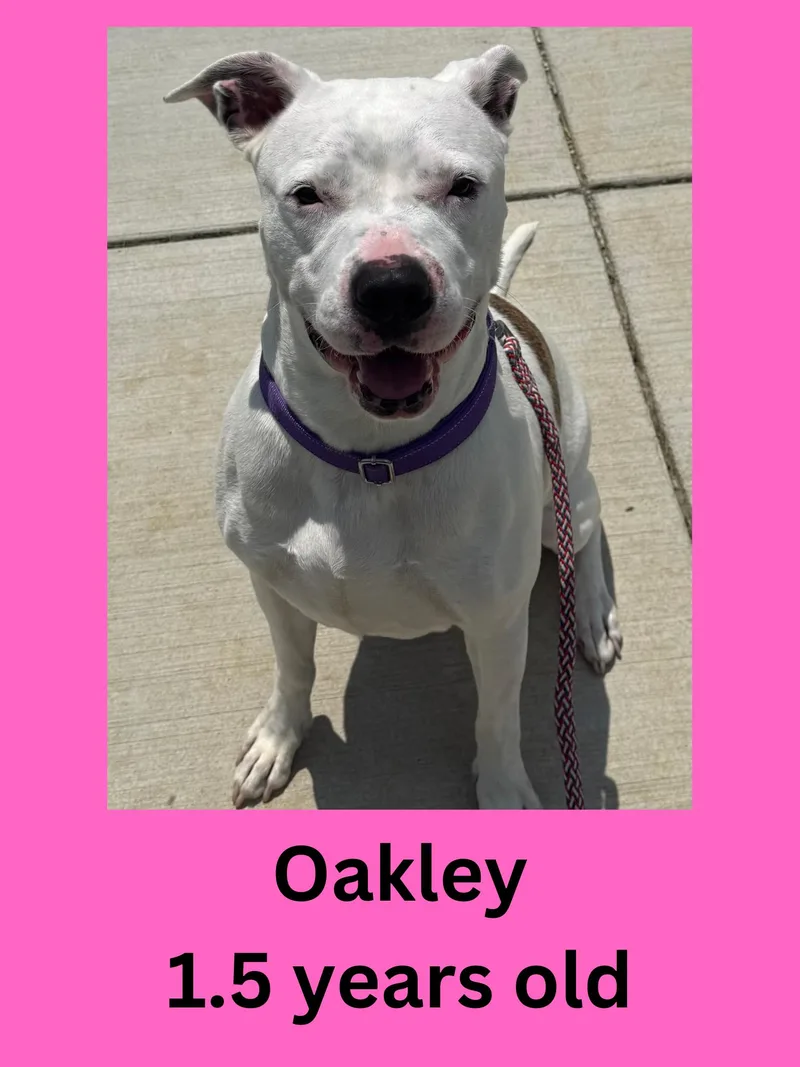 An adult large-sized female White / Cream American Bulldog dog named Oakley for adoption in Ravenna, OH