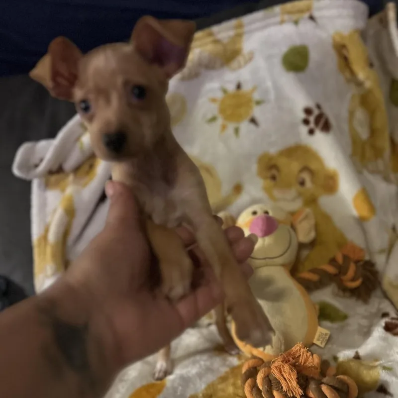 A baby small-sized female Chihuahua dog named Joan Jett for adoption in San Antonio, TX