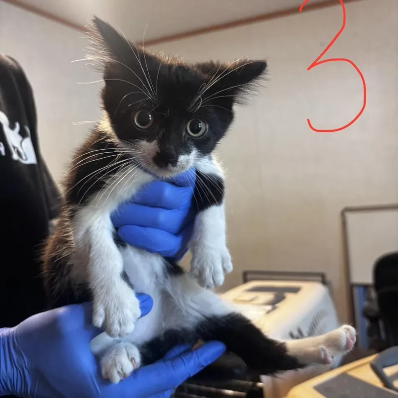 A baby small-sized male Black Domestic Medium Hair cat named Captain Spaulding for adoption in Belleville, IL